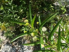 Cephalanthus salicifolius