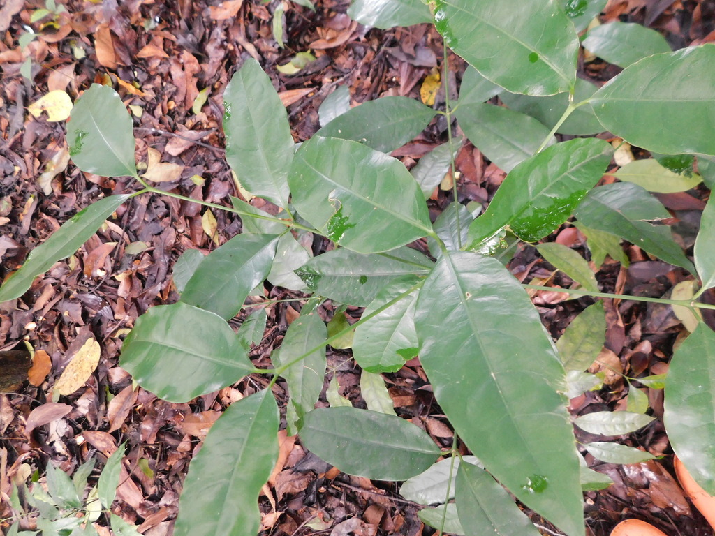 Gnetum gnemon; photograph (c) Ganjar Cahyadi, some rights reserved (CC BY)
