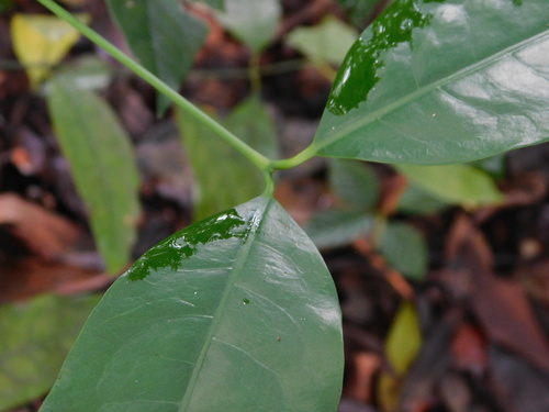 Gnetum gnemon, photograph 3