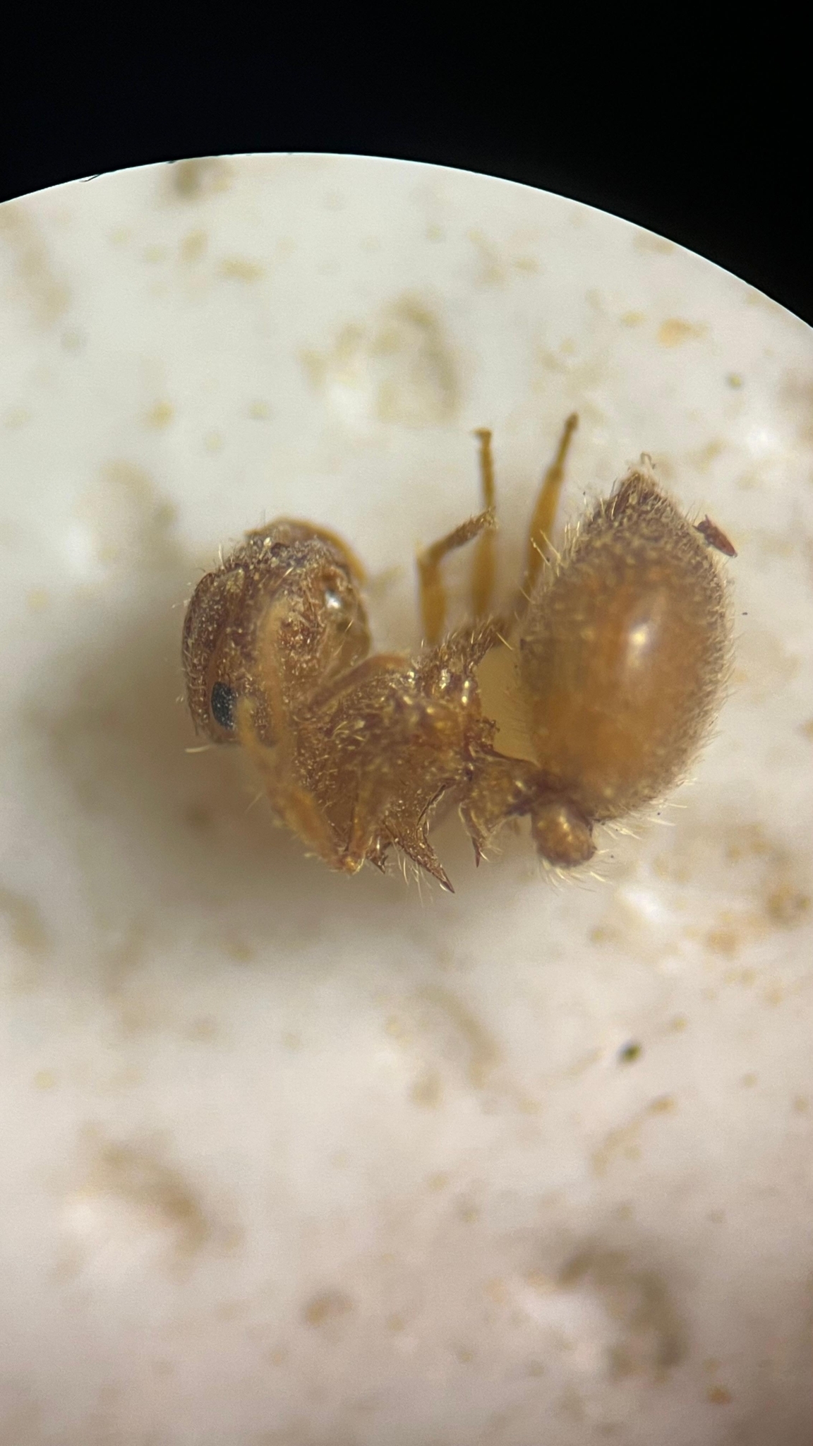 Meranoplus spininodis