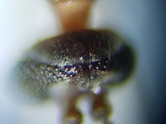 Lestremiinae