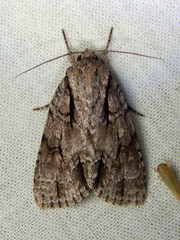 Acronicta lobeliae