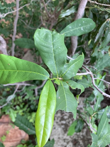 Monodora junodii, photograph 4
