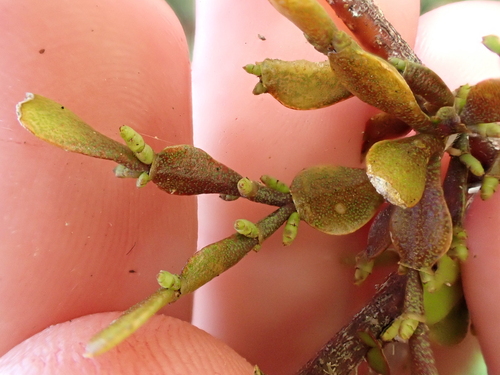 Image of Korthalsella lindsayi by (c) Benjamin Lavin, some rights reserved (CC BY)