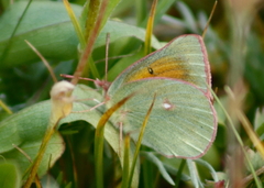 Colias meadii