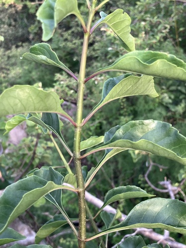 Smooth-Leaved Cat's Whiskers (Rotheca wildii)