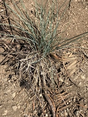 Festuca roemeri
