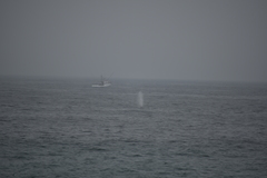 Balaenoptera physalus