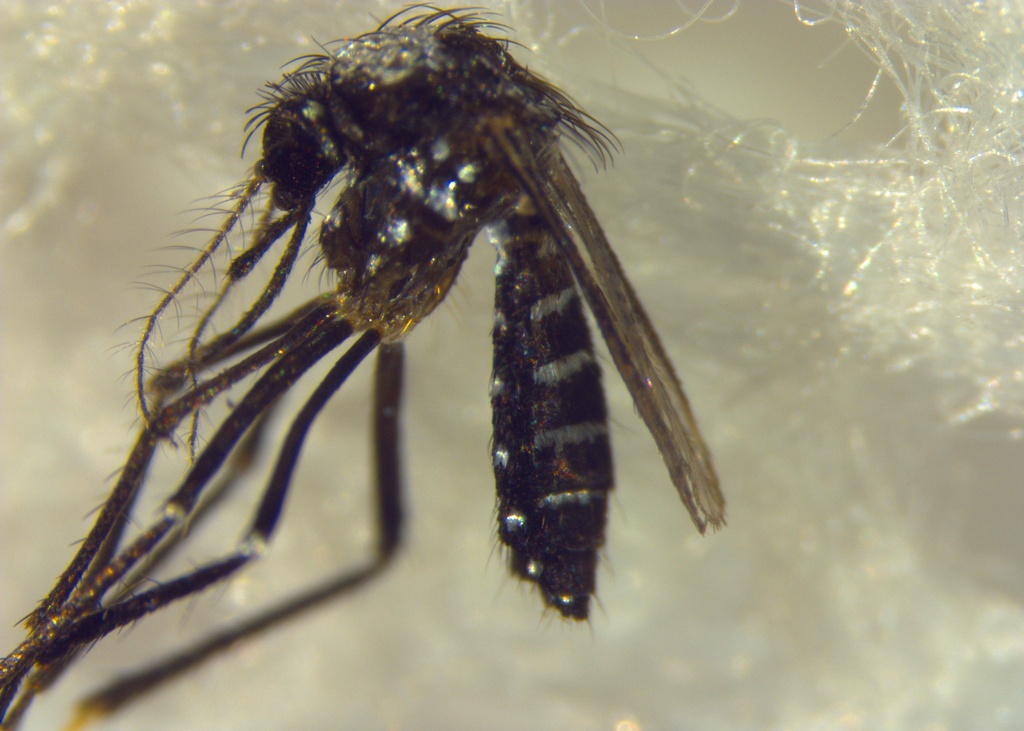 Aedes elchoensis