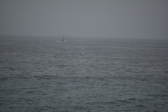 Balaenoptera physalus