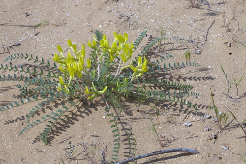 Astragalus longipetalus