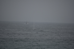 Balaenoptera physalus