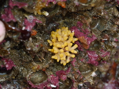 Heteropora pacifica