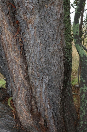 Image of Acacia implexa by (c) Thomas Mesaglio, some rights reserved (CC BY)