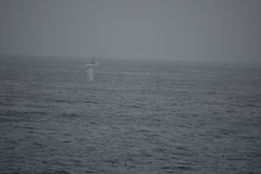 Balaenoptera physalus