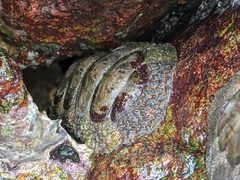 Acanthopleura gemmata