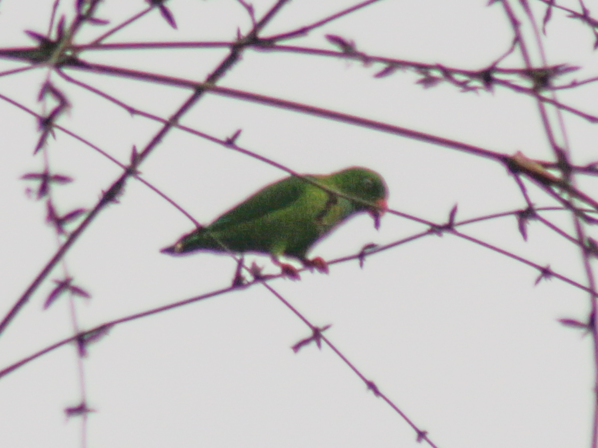 Vernal Hanging-Parrot (Loriculus vernalis)