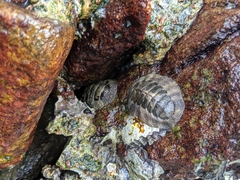 Acanthopleura gemmata