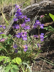 Penstemon gormanii