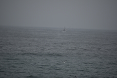 Balaenoptera physalus