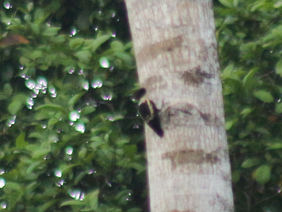 Black-and-buff Woodpecker (Meiglyptes jugularis), photo 1