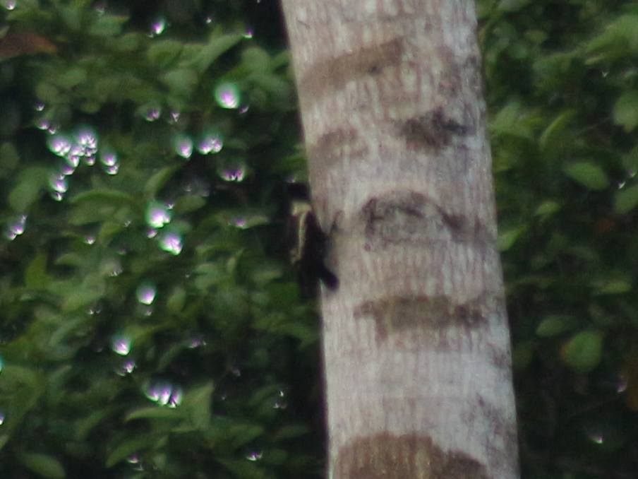 Black-and-buff Woodpecker (Meiglyptes jugularis), photo 2