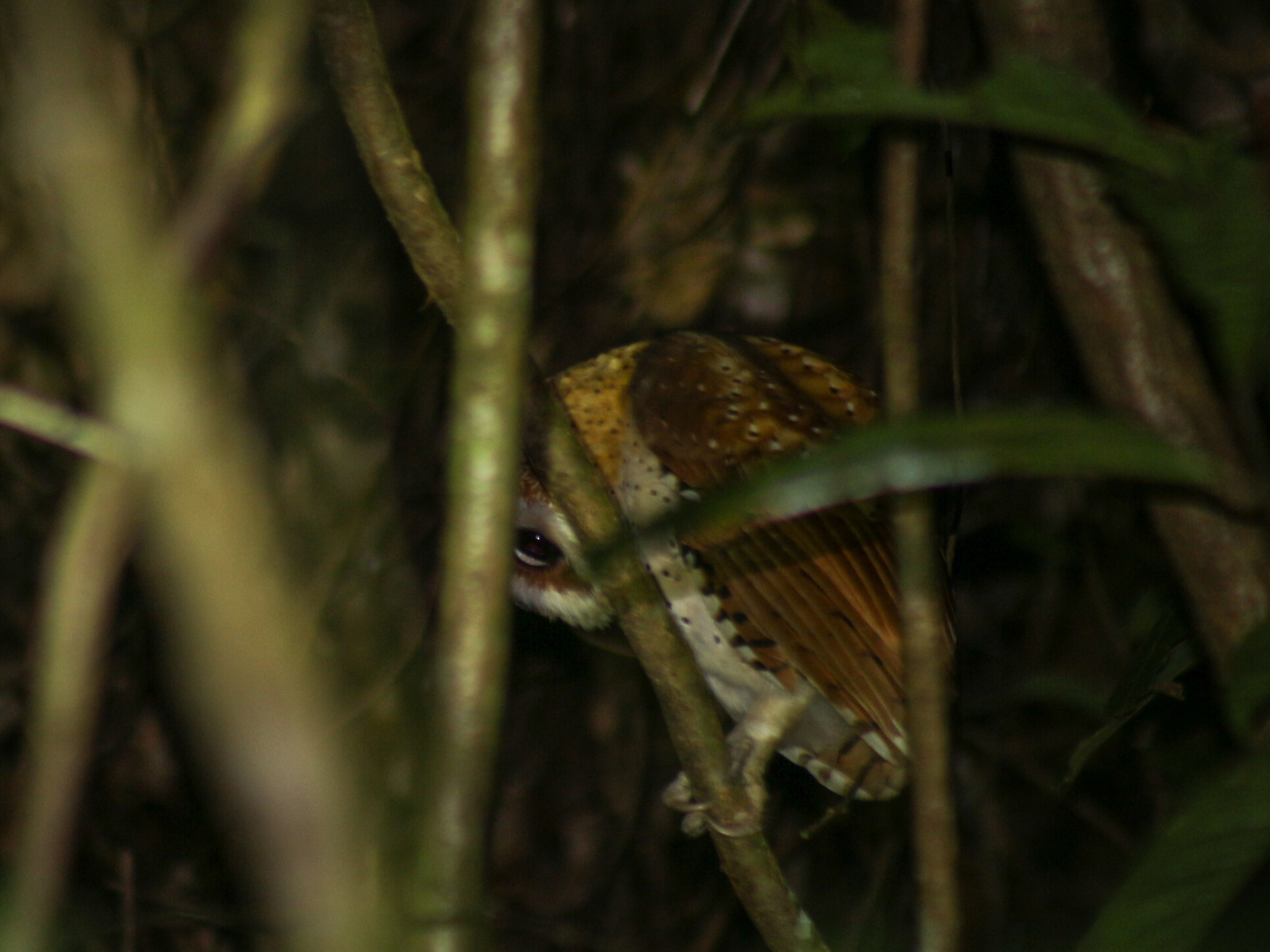 Oriental Bay Owl