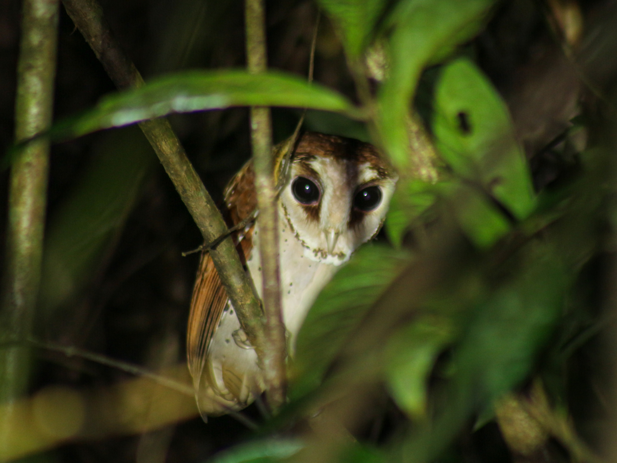 Oriental Bay Owl (Phodilus badius), photo 5