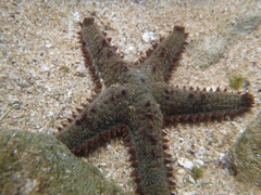 Asteropsis carinifera