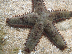 Asteropsis carinifera