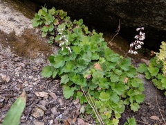 Heuchera rubescens