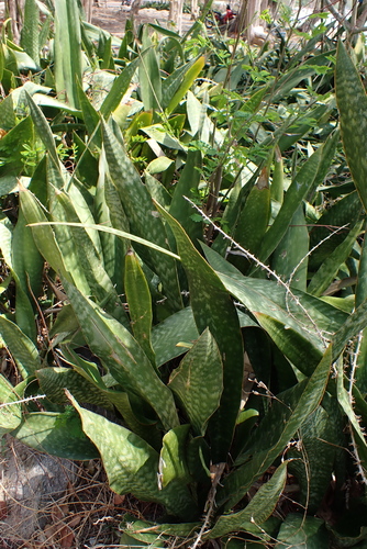 Image of Sansevieria trifasciata by no rights reserved