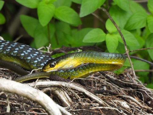 Common Tree Snake sighting