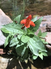 Erythranthe verbenacea