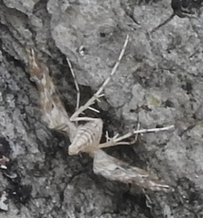 Elophila icciusalis