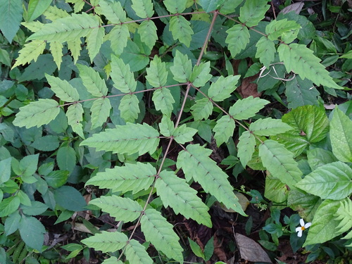 Image of Aralia decaisneana by (c) 百香果, some rights reserved (CC BY)