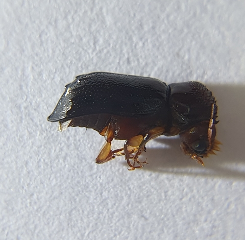 Xylothrips religiosus observed 2025-02-28
