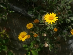 Heterotheca mucronata