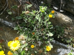 Heterotheca mucronata