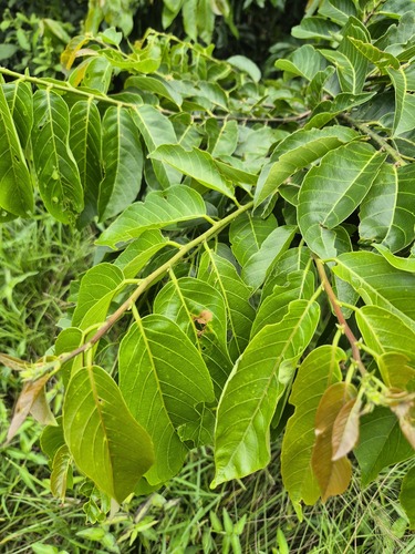 Foto de Sombreiro