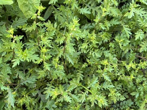 Small-seed Yellowcress (Rorippa cantoniensis)