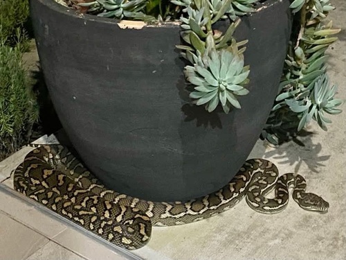 Coastal Carpet Python sighting