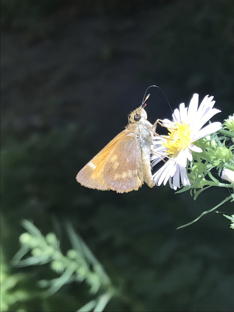 Taxiles Skipper