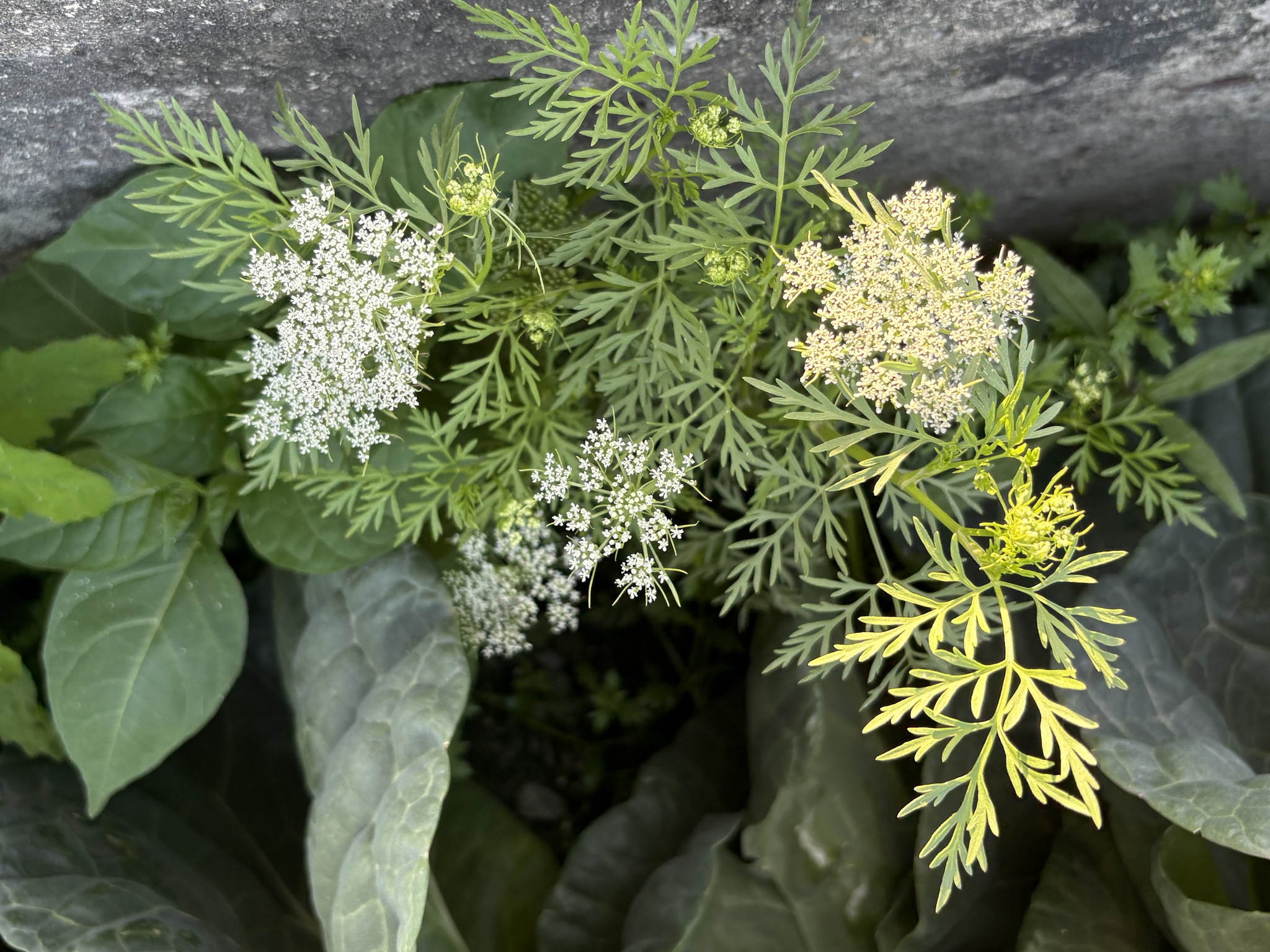 Monnier's Snowparsley (Cnidium monnieri)