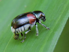 Megalostomis pyropyga