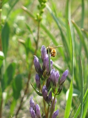Gentianella propinqua propinqua