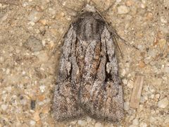 Setagrotis pallidicollis