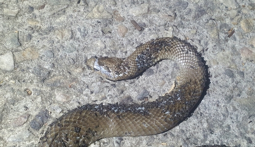 Eastern Brown Snake sighting