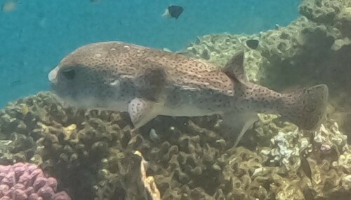 Spotted Porcupinefish — seen at this dive site