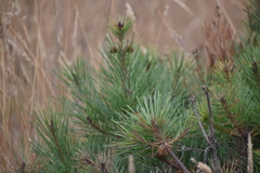 Pinus muricata